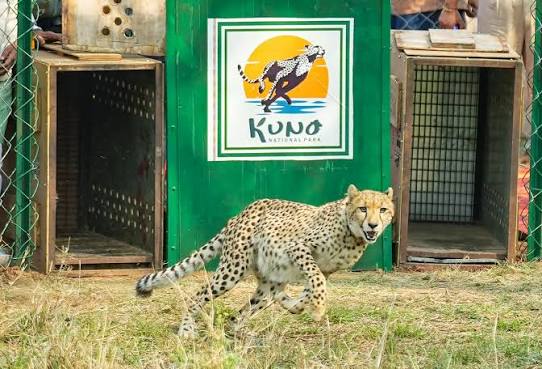 Project Cheetah turns four: The hidden milestone behind India’s 52-strong big cat population