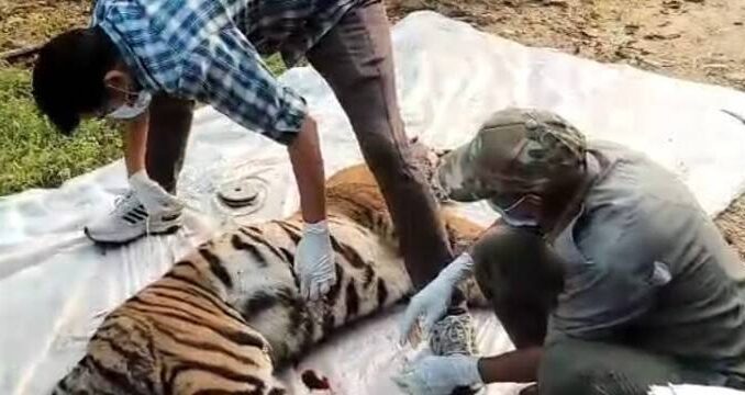 कान्हा टाइगर रिजर्व से बुरी खबर! 11 महीने की मादा बाघ शावक की मौत, शरीर पर मिले चोट के निशान