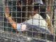 EC-SIR row: Mamata Banerjee, Neha Bora detained as Delhi CJP protest grows; Ajinkya Shinde takes charge